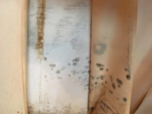 gribok i plesen' na stenah